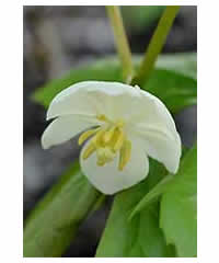 Podophyllum peltatum