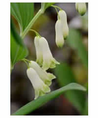 Polygonatum commutatum - Perennial