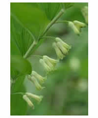 Polygonatum multiflorum