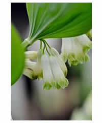 Polygonatum x hybridum AGM - Perennial