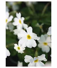 Primula 'Schineekissen' - Perennial