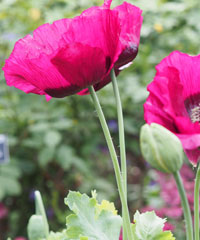 Papaver