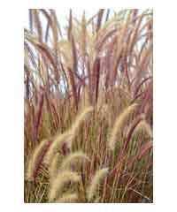 Pennisetum alopecuroides 'Karley Rose'