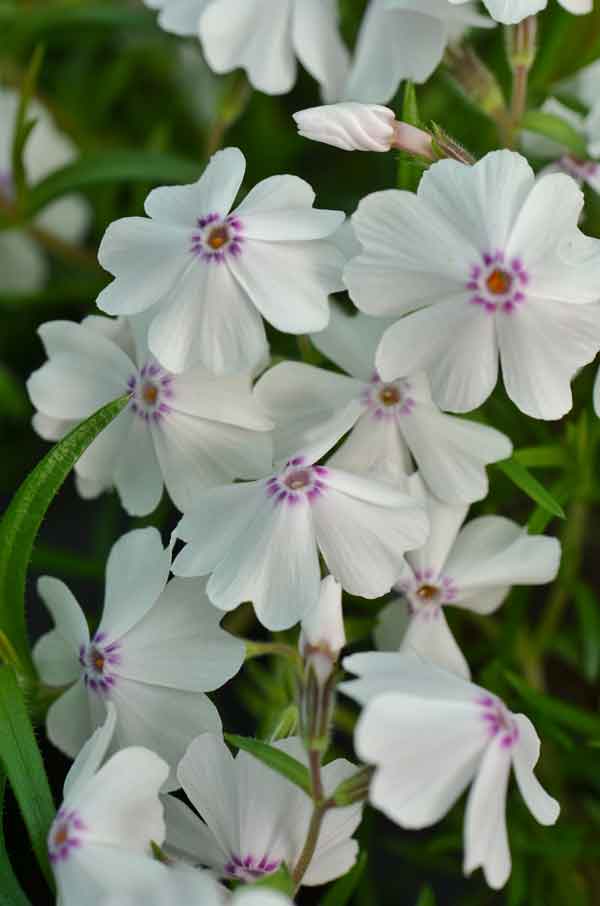 Phlox subulata 'Amazing Grace' | Westcountry Nurseries