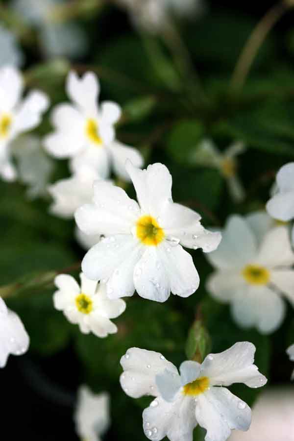 Primula 'Schineekissen' - Perennial