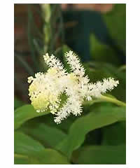 Smilacina racemosa AGM