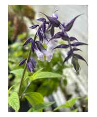 Salvia leucantha x chiapensis 'Phyllis Fancy'