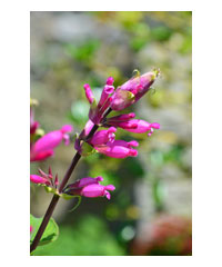 Salvia involucrata 'Bethellii' AGM - Perennial