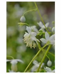 Thalictrum 'Splendide' White 