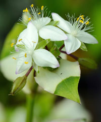 Tradescantia