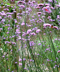 Verbena