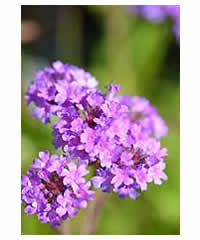 Verbena 