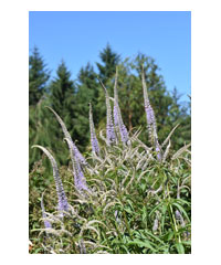 Veronicastrum virginicum 'Cupid'