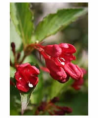 Weigela 'Red Prince' AGM